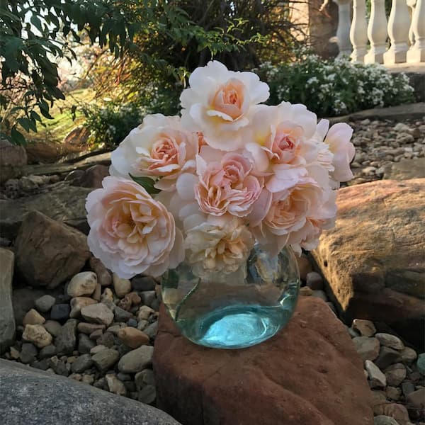 Vigoro 2 Gal. Moonlight in Paris Rose with Apricot Flowers 17431