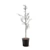 Unbranded 5 Gal. Weeping Willow Shade Tree WILWEE05G