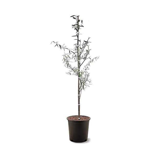 5 Gal. Weeping Willow Shade Tree