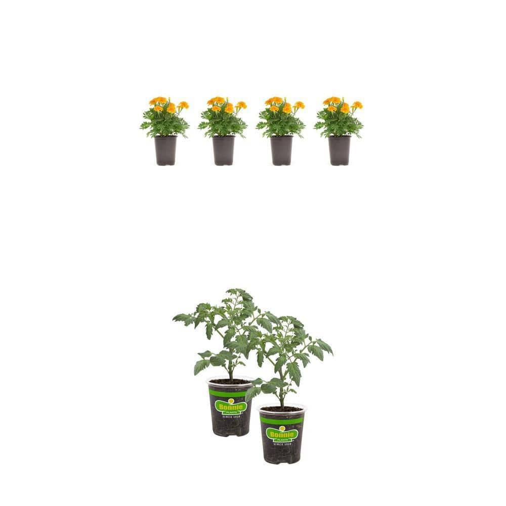 4. 5 in. Marigold Plant (4-Plants) and 19.3 oz. Husky Cherry