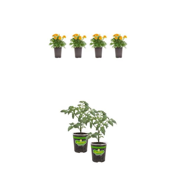 4.  5 in. Marigold Plant (4-Plants) and 19.3 oz. Husky Cherry Tomato Plant (2-Pack) Combo