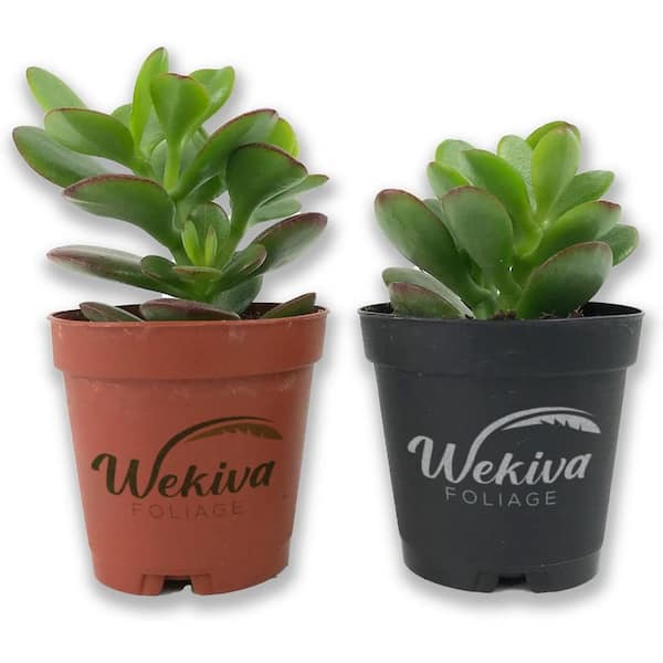 Mini Leaf Jade Plant-2 Live Starter Plants in 2 in. Pots-Portulacaria Afra-Drought Tolerant Indoor Outdoor