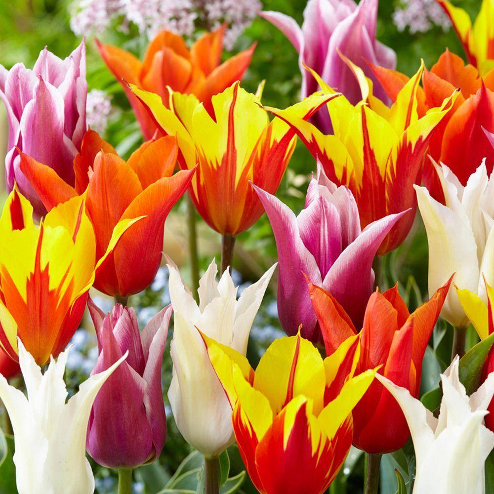 Bloomsz Lily Flowered Tulip Bulb Mix Flower Bulb (8Pack) 07633 The