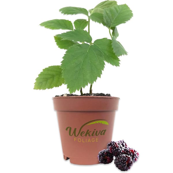 Wekiva Foliage Boysenberry-3 Live Starter Plants- Rubis Ursinus x Rubus Idaeus-Grow Your Own Fruit in The Garden or Patio