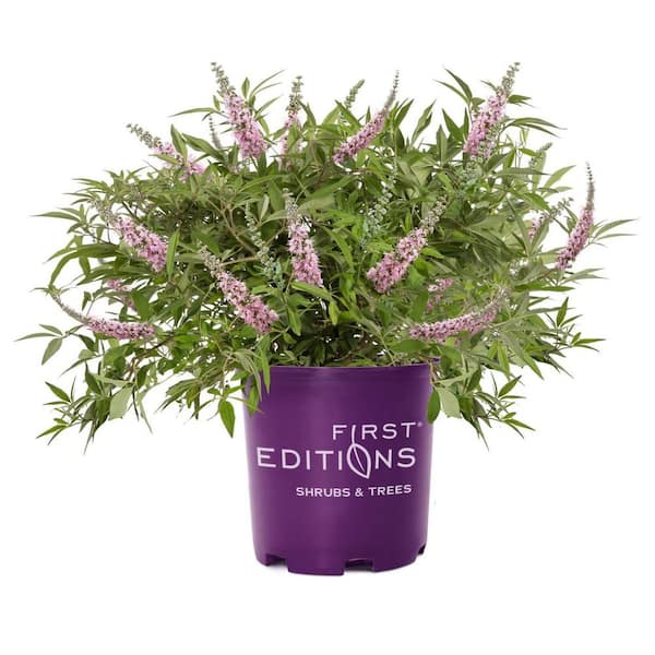 FIRST EDITIONS Galactic Pink Chaste Tree