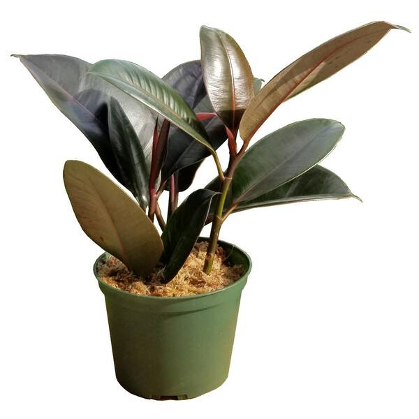 Unbranded Rubber Plant in 6 in. Grower Pot