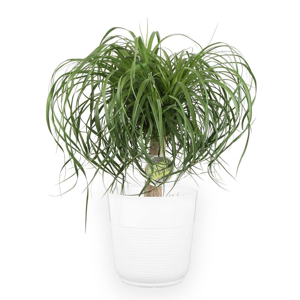 Beware: Ponytail Palm Plant Found To Be Poisonous