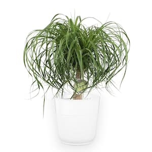 10 in. Ponytail Palm Plant in White Planter