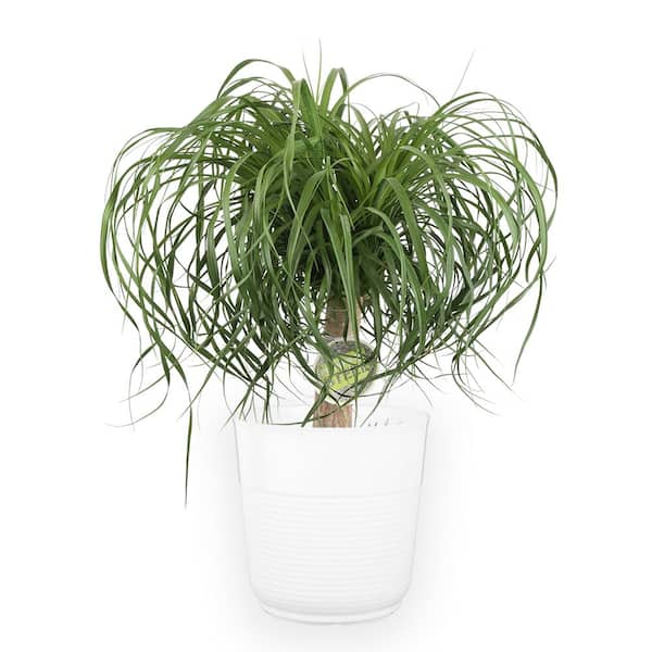 Costa Farms 10 in. Ponytail Palm Plant in White Planter