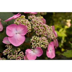 1 Gal. Twist-n-Shout Reblooming Hydrangea Flowering Shrub with Pink or Blue Flowers