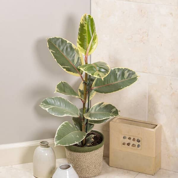 Rubber Tree With Mid-Century Pot Large 2-3 ft tall, potted plant