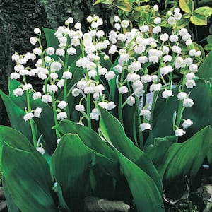 Lily of Valley Flowering Shade Loving Groundcover Dormant Bare Root Perennial Starter Plant Roots (3-Pack)
