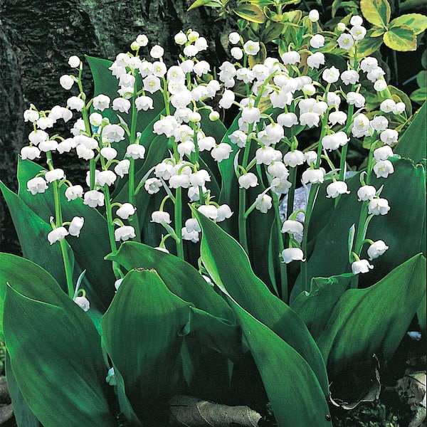 Spring Hill Nurseries Lily of the Valley (Convallaria) Dormant Bare Root Groundcover Perennial Plants that will have White Flowers (3-Pack)