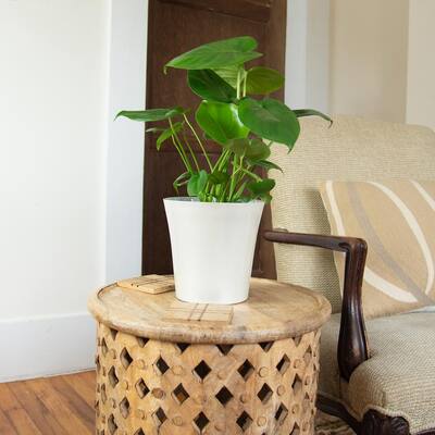 6 In. Swiss Cheese Plant Monstera Plant in Grower Pot