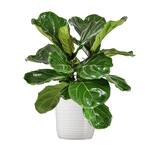 Fiddle Leaf Fig Ficus Lyrata Plant Live Plant in 10 inch White Decor Pot