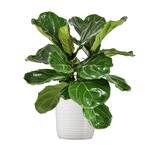 Ficus Lyrata Plant Live Fiddle Leaf Fig Plant 24 in. to 34 in. Tall in 10 in. White Decor Pot