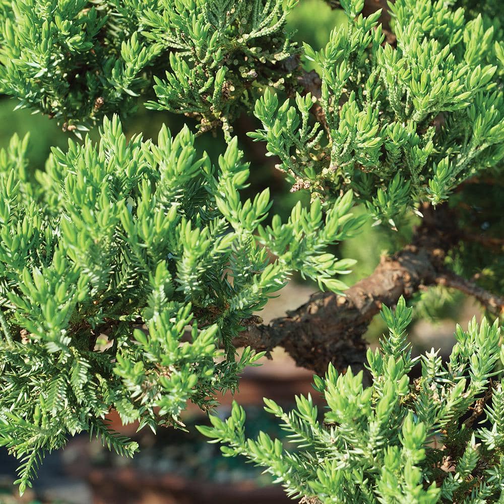 Green Mound Juniper 3-Year-Old Outdoor Bonsai in Blue Ceramic Pot