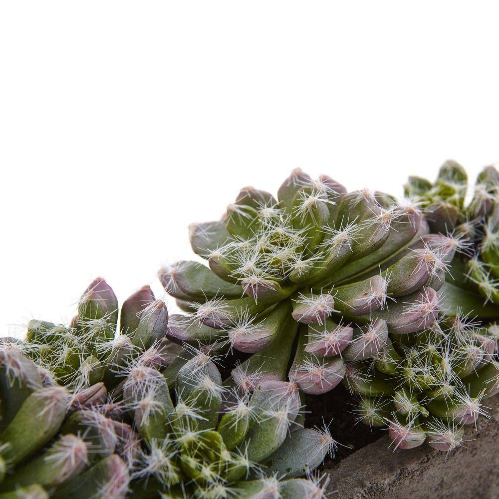 15" Green Succulent Garden with Textured Concrete Planter