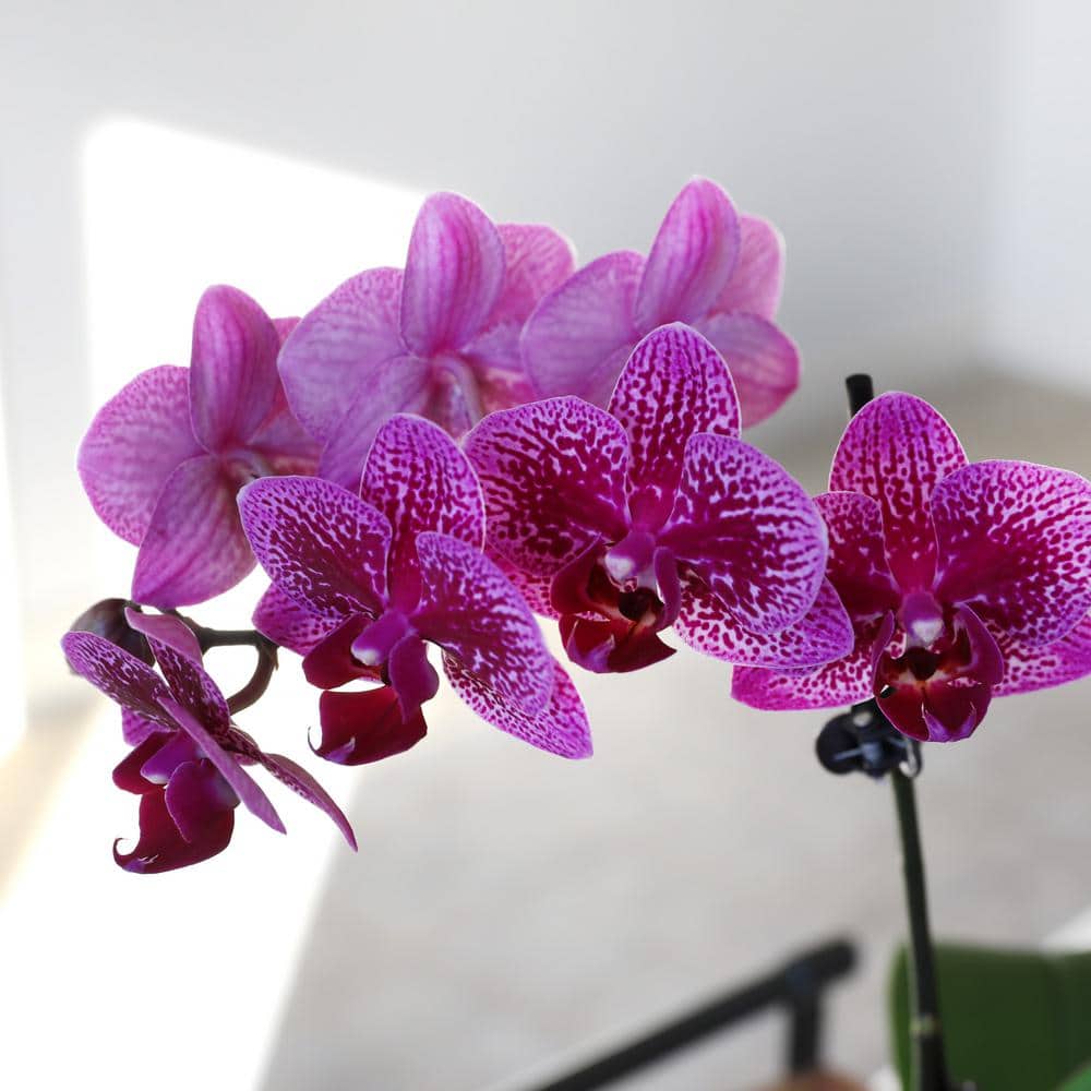 Purple Petite Orchid in White Ceramic Pot