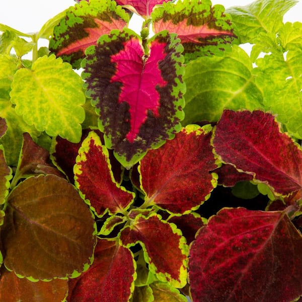1 Gal. Coleus Painted Nettle Multicolor Mix in Decorative Hanging Basket Annual Plant (1-Pack)