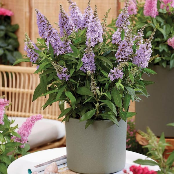 2.5 qt. Lil' Lavender Butterfly Bush (Buddleia) Live Shrub Plant, Light Purple Flowers