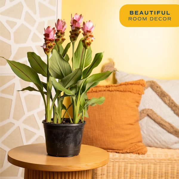 Costa Farms Grower's Choice Curcuma Outdoor Plant in 3 Qt. Grower