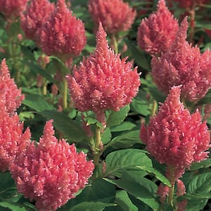 4.5 in. Pink Cock's Comb Celosia Plant