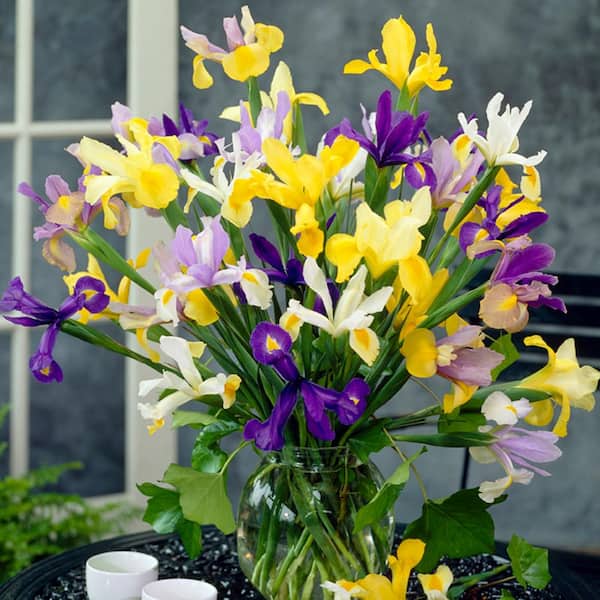 VAN ZYVERDEN Dutch Iris Mixed Bulbs (Set of 25)
