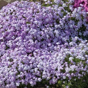 2.5 Qt. Purple Beauty Creeping Phlox Plant