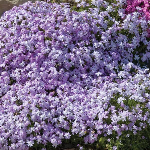 METROLINA GREENHOUSES 2.5 Qt. Purple Beauty Creeping Phlox Plant