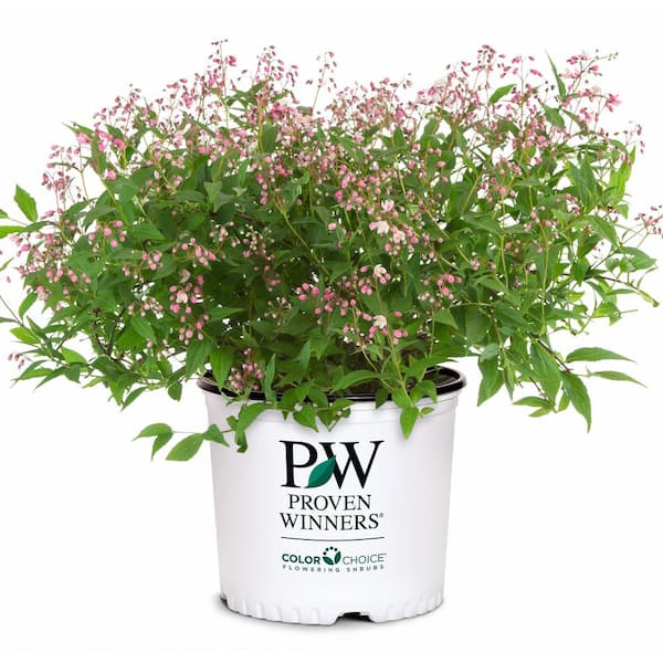 Slender Deutzia Yuki Cherry Blossom