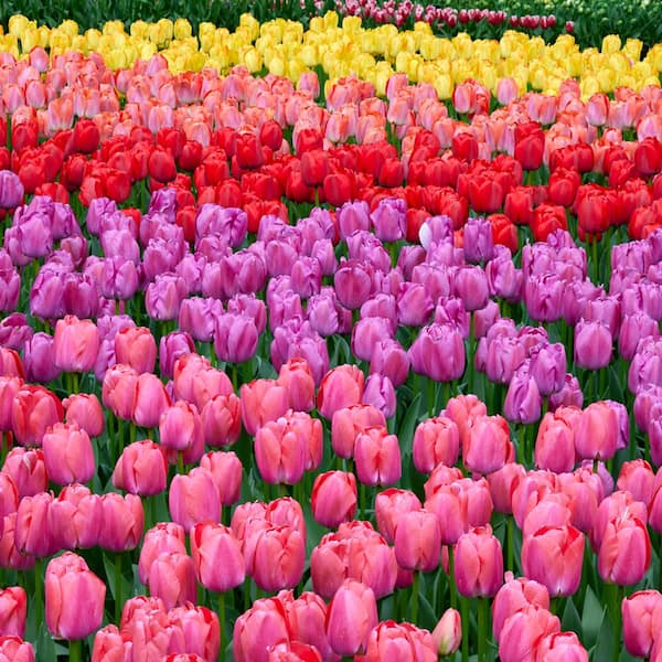 Garden State Bulb 12/+ cm, Festival Mix Darwin Hybrid Tulip Flower Bulbs (Bag of 100)