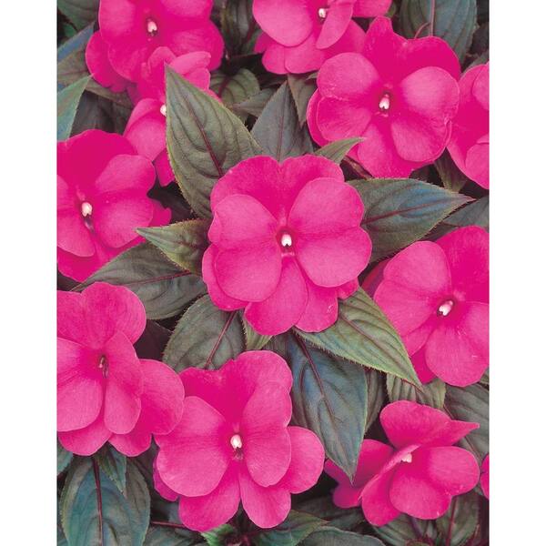PROVEN WINNERS 4-Pack, 4.25 in. Grande Infinity Dark Pink (New Guinea Impatiens) Live Plant, Dark Pink Flowers