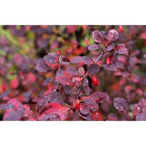 1 Gal. Crimson Pygmy Dwarf Japanese Barberry Shrub Rich Purple Foliage, Compact Growth, Beautiful Red Berries