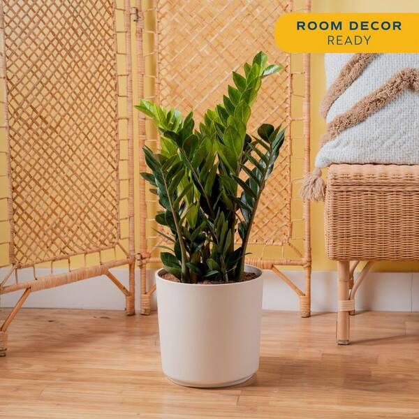 Zamioculas Zamiifolia Indoor ZZ Plant in 10 in. Decor Planter, Avg. Shipping Height 1-2 ft. Tall
