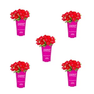 1.5 PT. Red Velour Easy Wave Petunia Annual Plant with Red Flowers (5-Pack)