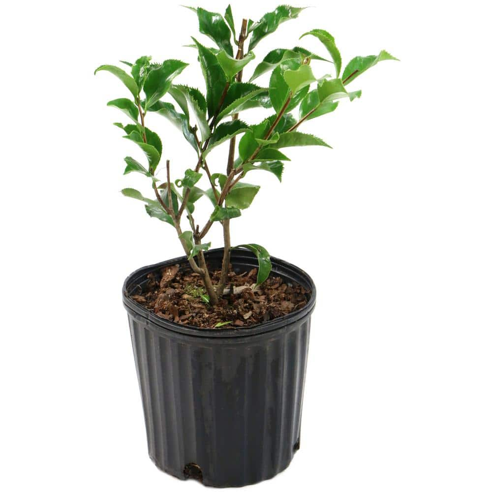 national PLANT NETWORK 2.5 Qt. Black Magic Camellia Japonica Plant with ...