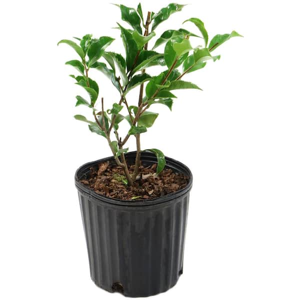 national PLANT NETWORK 2.5 Qt. Black Magic Camellia Japonica Plant with Dark Red Blooms