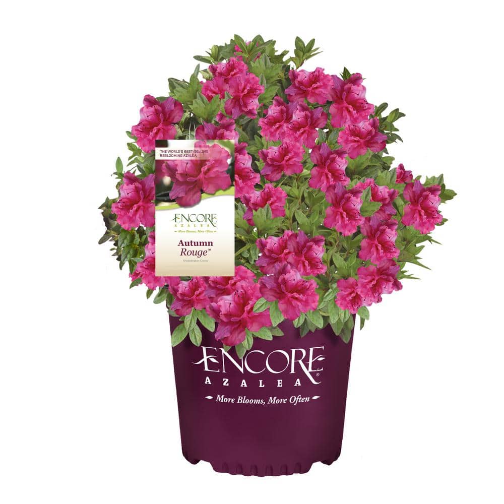 ENCORE AZALEA 1 Gal. Autumn Rouge Shrub with Bright Pink ENCORE AZALEA 1 Gal. Autumn Rouge Shrub with Bright Pink