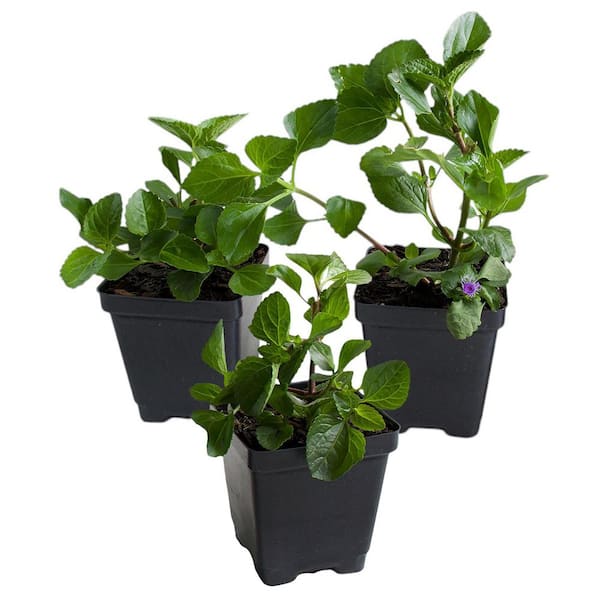 3.25 in. Ageratum Monarch Magic Floss Flower Annual Plant with Purple Flowers (8-Pack)