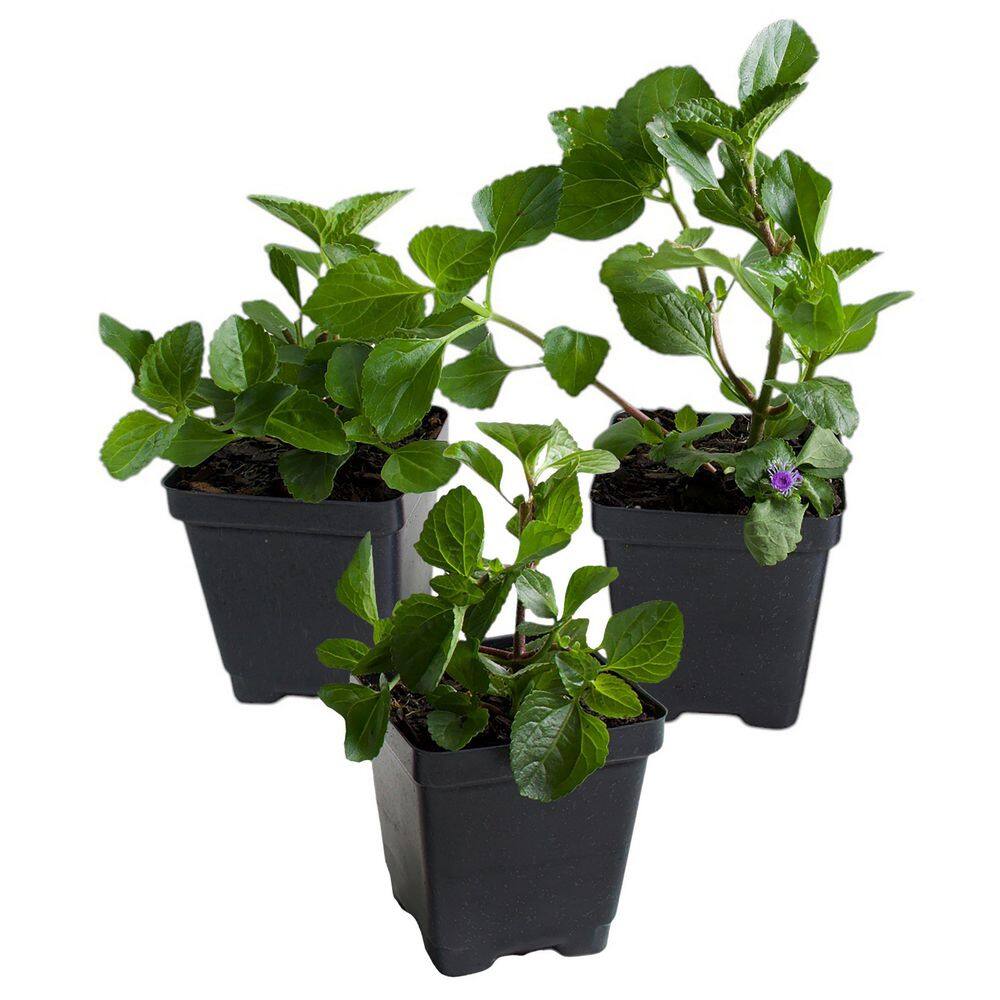 3.25 in. Ageratum Monarch Magic Floss Flower Annual Plant with Purple Flowers (32-Pack) price history on PriceWatchPro