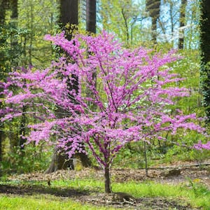 Eastern Redbud Pink Flowering Ornamental Tree