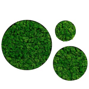 Anky Metal Green Wall Architectural Decor, Round Framed Moss Wall Decor 3-Pcs