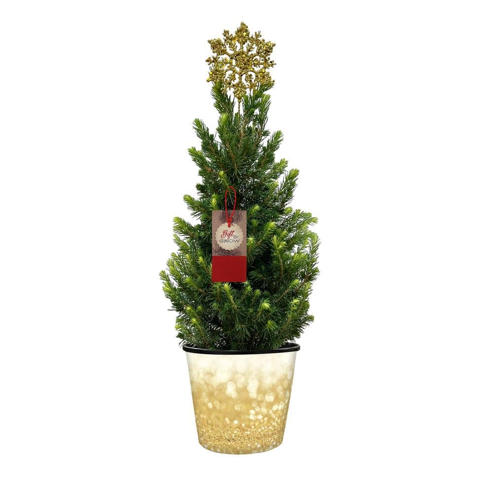 Reviews for BELL NURSERY 1 Gal. Picea Conica (Dwarf Alberta Spruce