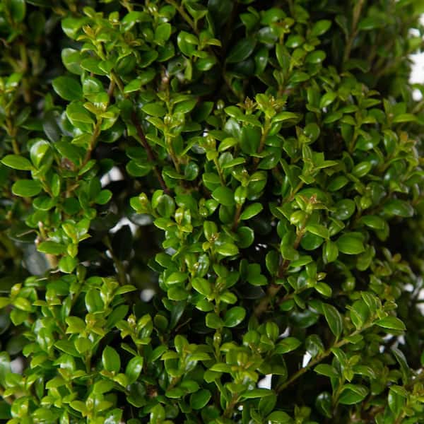 2.5 Gal. Steeds Holly - Pyramid Trained Shrub with Fine Textured Evergreen Foliage