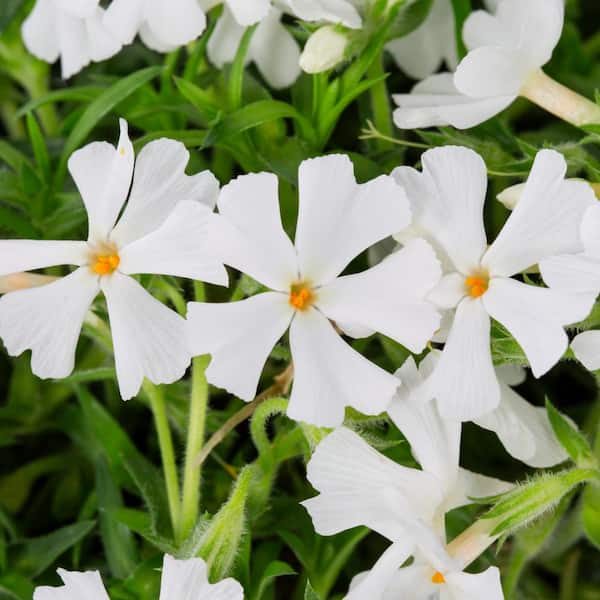 METROLINA GREENHOUSES #5 1 Qt. Early Spring White Creeping Phlox