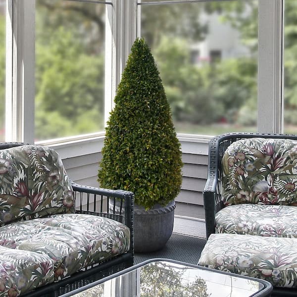 national PLANT NETWORK 3 Gal. Eugenia Cone Topiary 38 in.