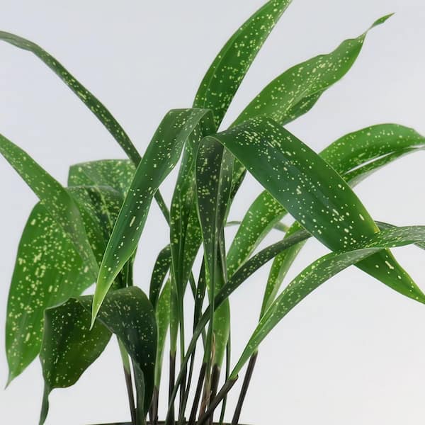 national PLANT NETWORK 3 Gal. Aspidistra Spek-Tacular Plant HD2693 - The  Home Depot