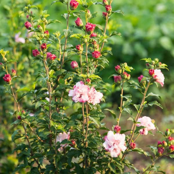 DIRECT GARDENING 1 Gal. Pot, Strawberry Smoothie Rose of Sharon