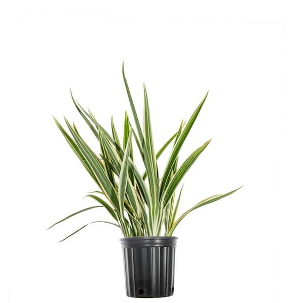 Flax Lily Shrub in 1 Gal. Grower's Pot